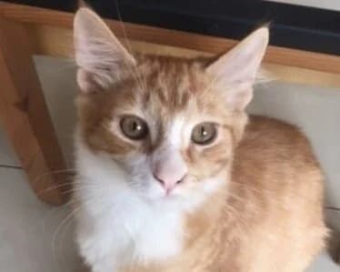 Spike - Domestic Short Hair cat available for adoption in Sydney