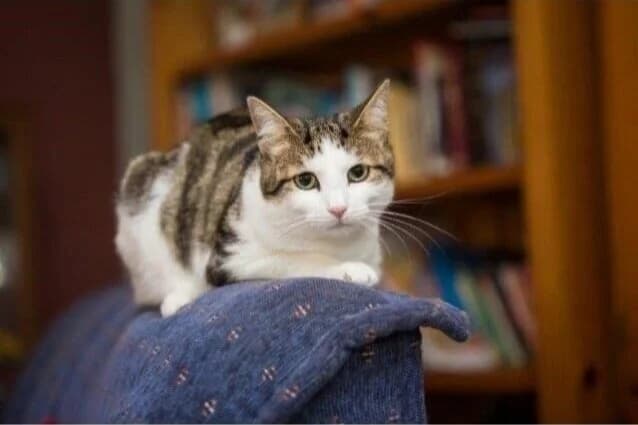 Vinnie - Domestic Short Hair cat available for adoption in Sydney