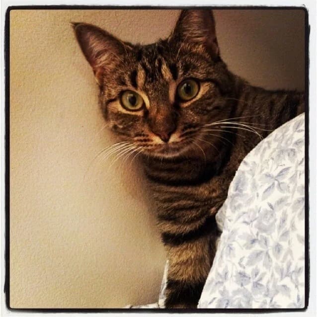 Kasey - Domestic Short Hair cat available for adoption in Sydney