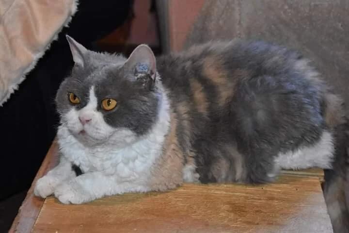 Sparkles - Selkirk Rex cat available for adoption in Sydney