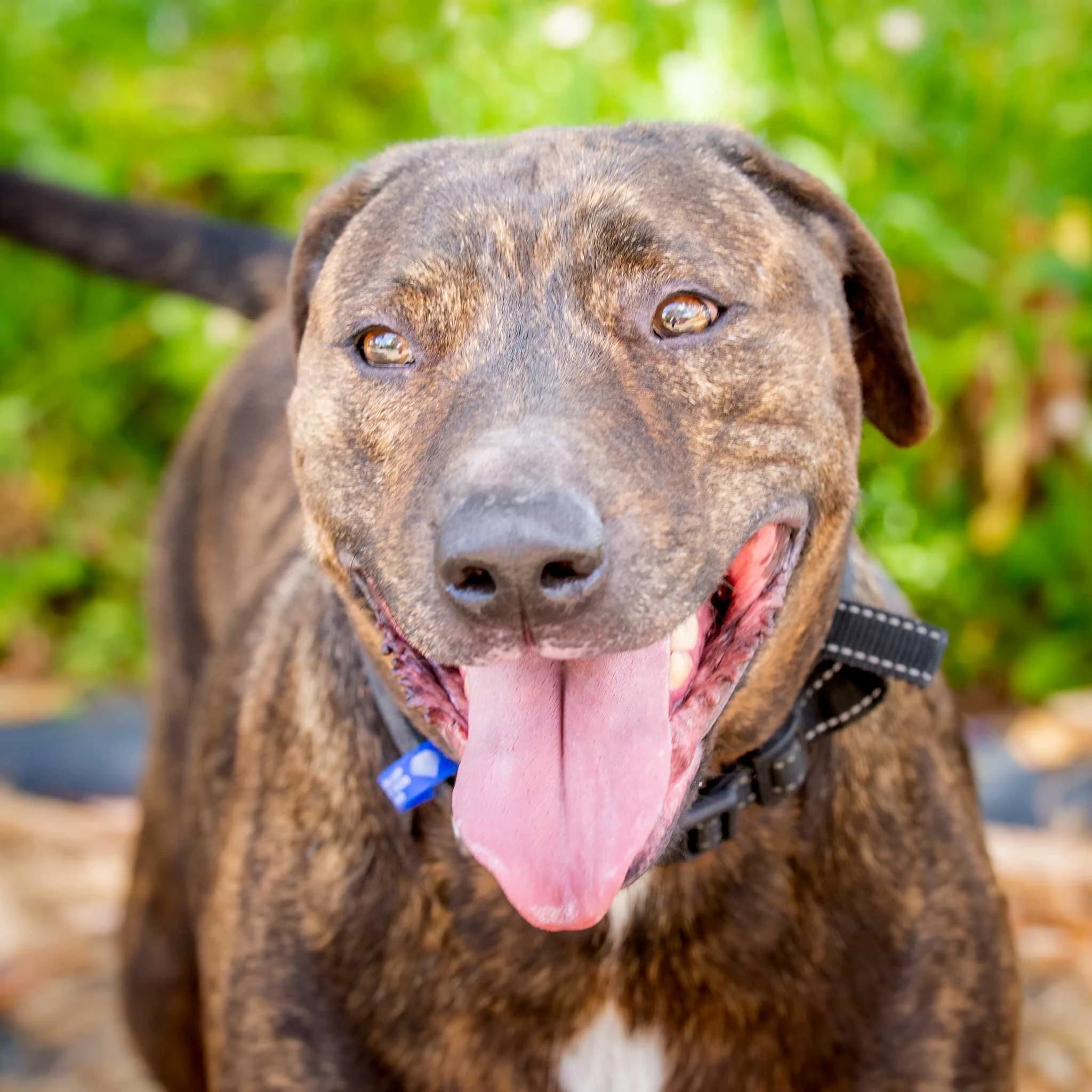 Caesar - Staffy X available for adoption in Sydney