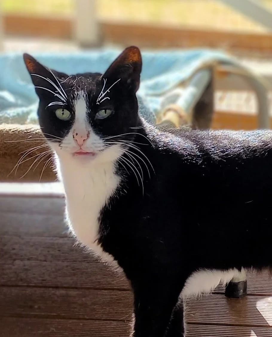 Farmer - Domestic Short Hair cat available for adoption in Sydney
