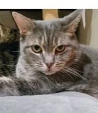 Felix - Domestic Short Hair cat available for adoption in Sydney