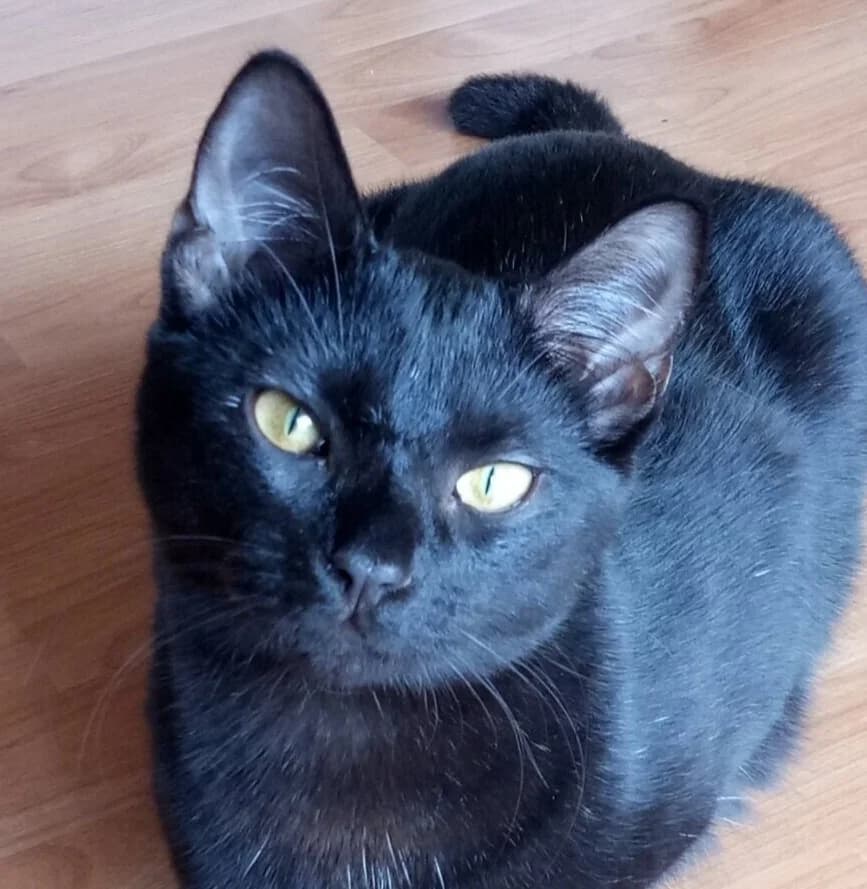 Titus - Domestic Short Hair cat available for adoption at SAFE Perth in Perth