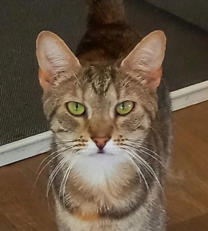 Charley - Domestic Short Hair cat available for adoption in Perth