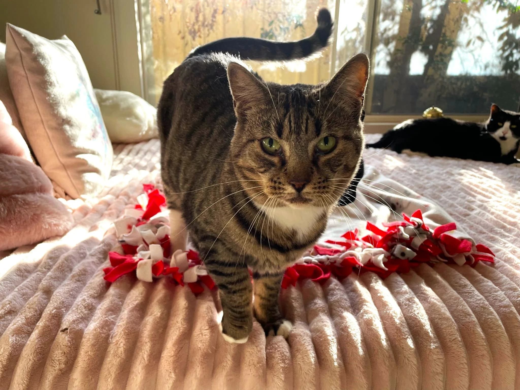Luna - Domestic Short Hair cat available for adoption in Sydney
