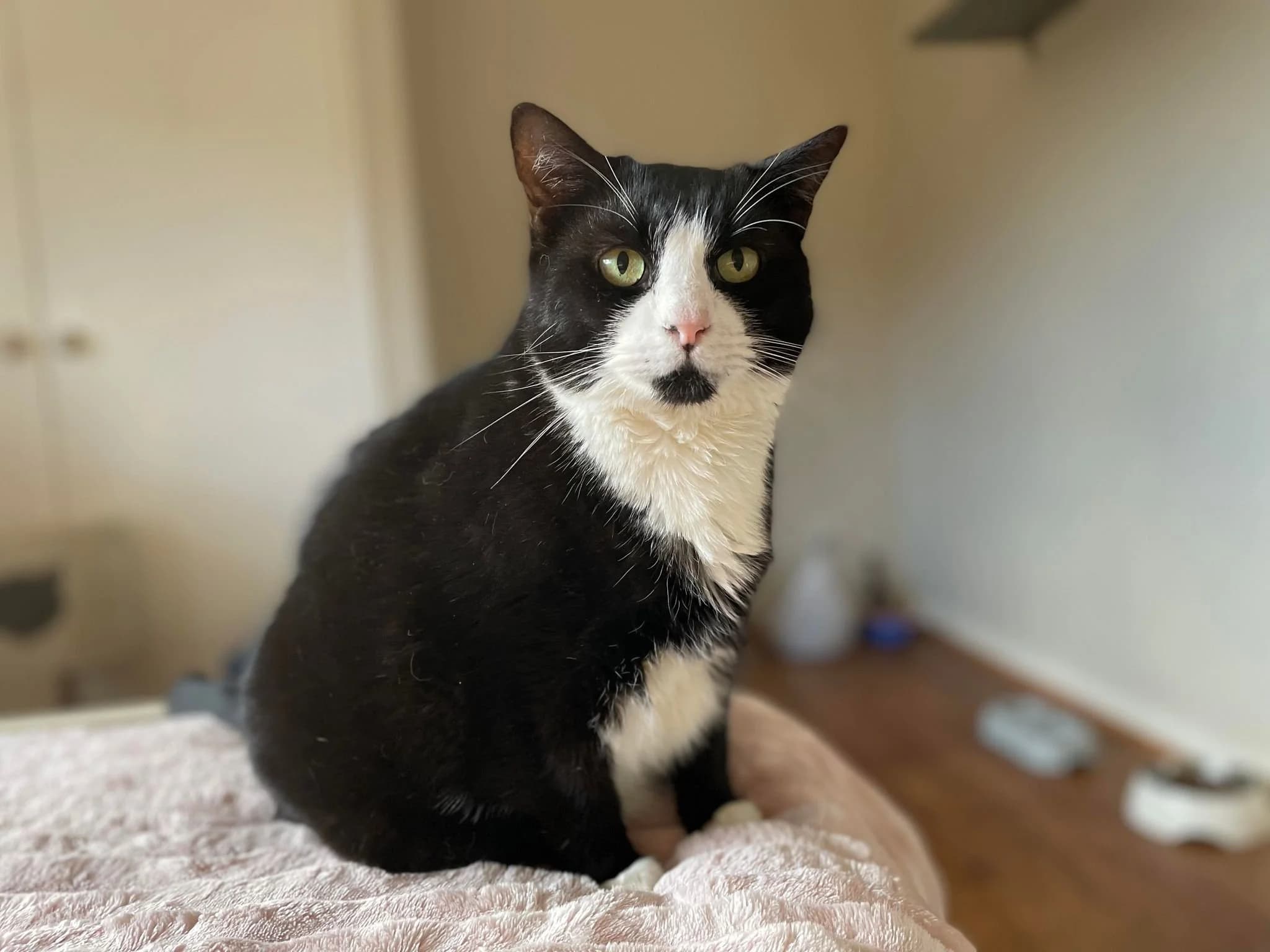 Tau - Domestic Short Hair Cat cat available for adoption in Sydney