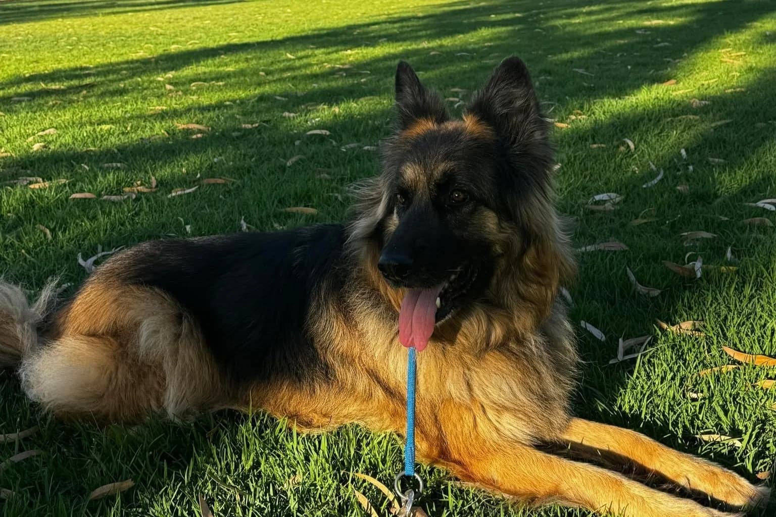 Luka Girl - German Shepherd available for adoption in Sydney