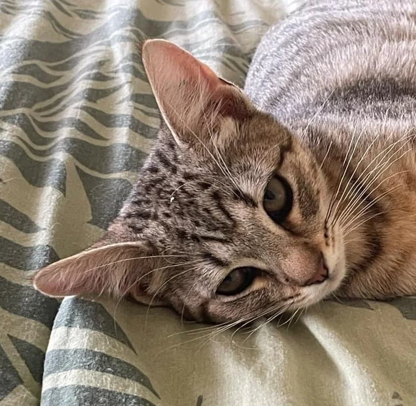 Lolly - Domestic Short Hair cat available for adoption in Sydney