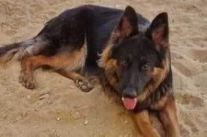 Bear - German Shepherd available for adoption in Sydney