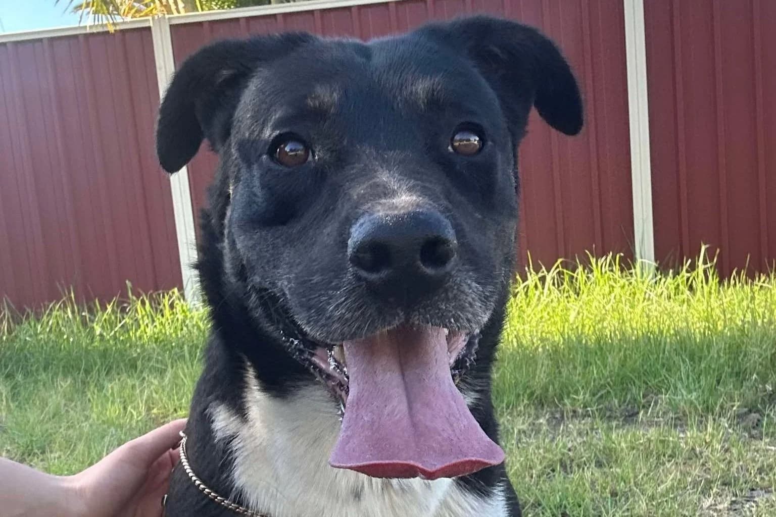 Dinga - Rottweiler X available for adoption in Sydney