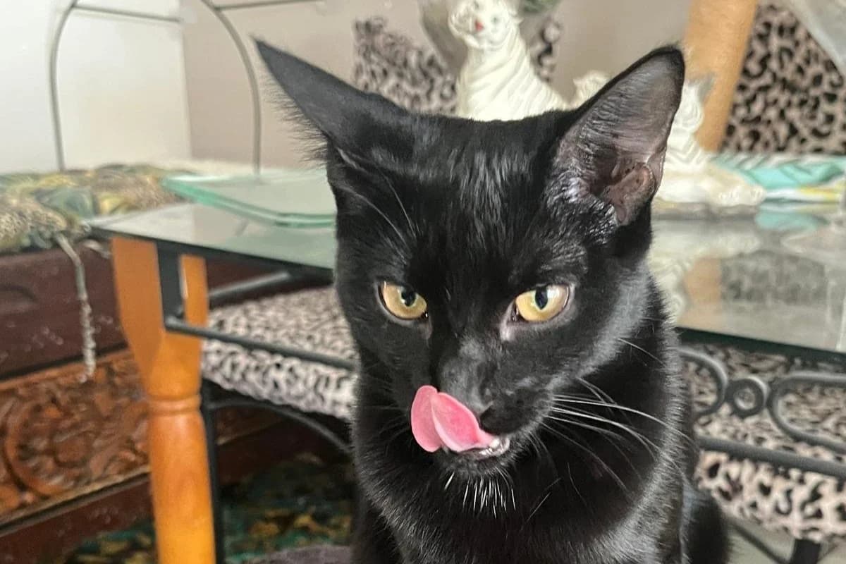 Roxy - Domestic Short Hair cat available for adoption at SAFE Perth in Perth