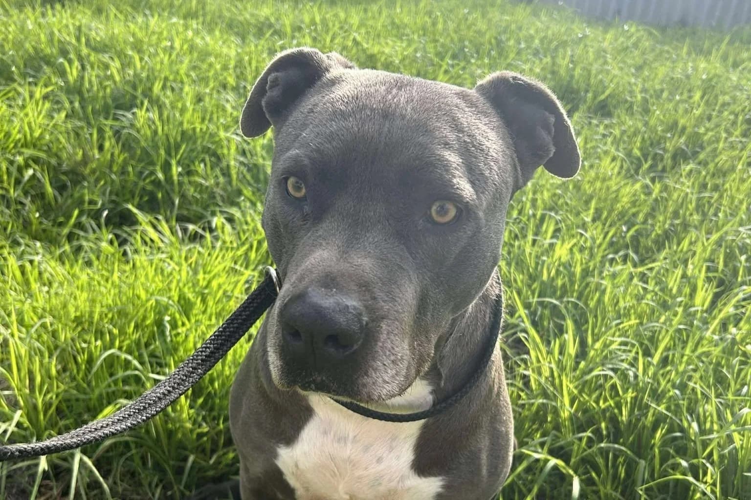 Jay - American Staffy (Blue) available for adoption in Sydney