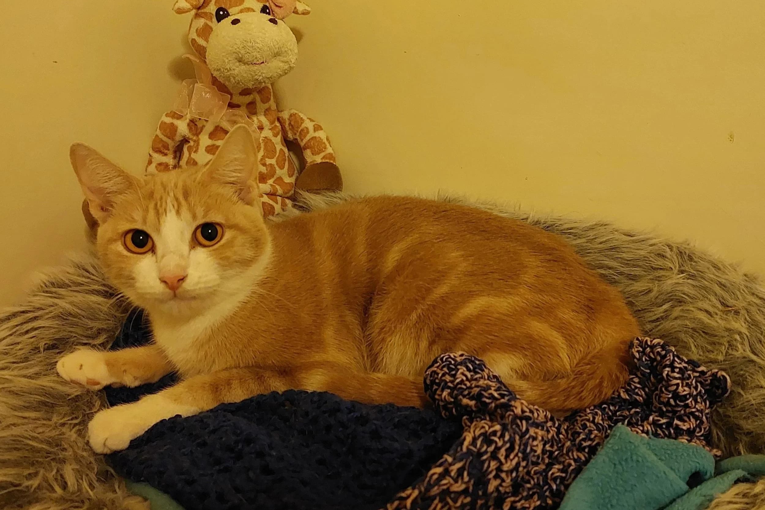 Sista - Domestic Short Hair cat available for adoption at SAFE Perth in Perth