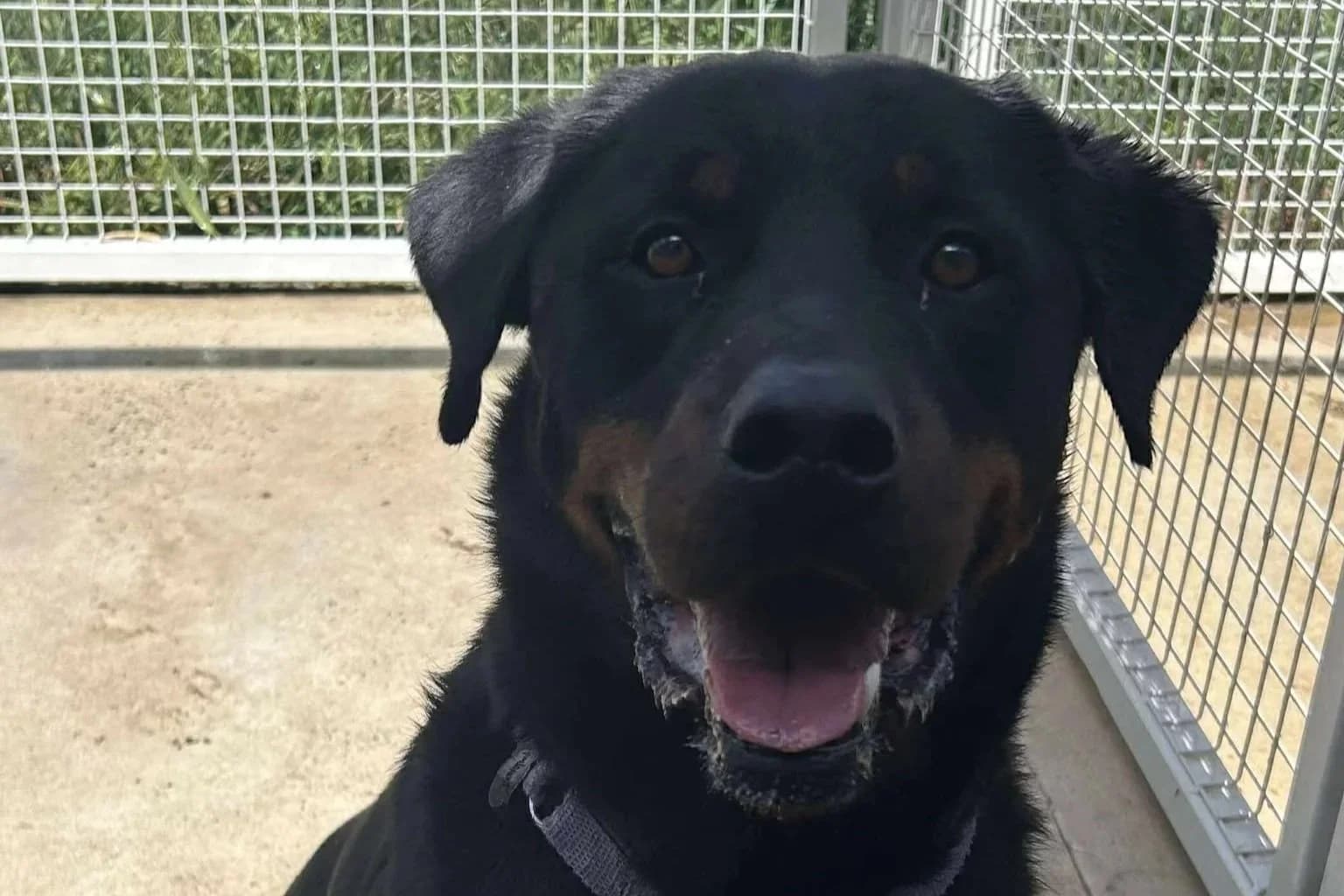 Chutney - Rottweiler available for adoption in Sydney