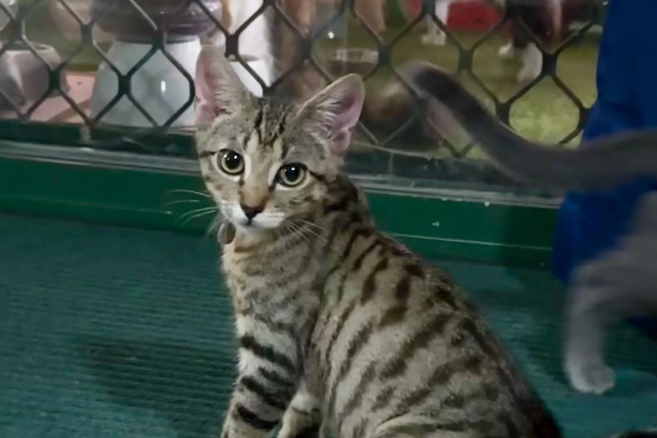 Topaz - Domestic Short Hair cat available for adoption in Sydney