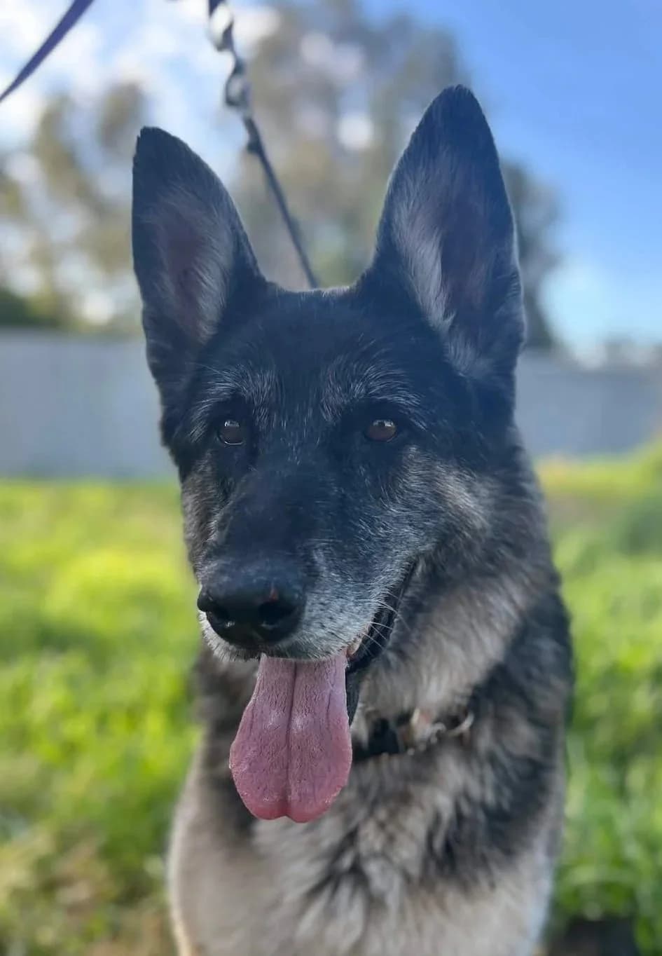 Indi - German Shepherd available for adoption in Sydney