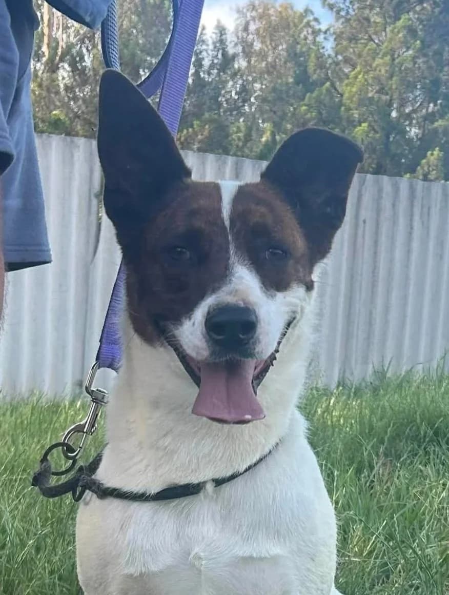 Corey - Terrier x available for adoption in Sydney