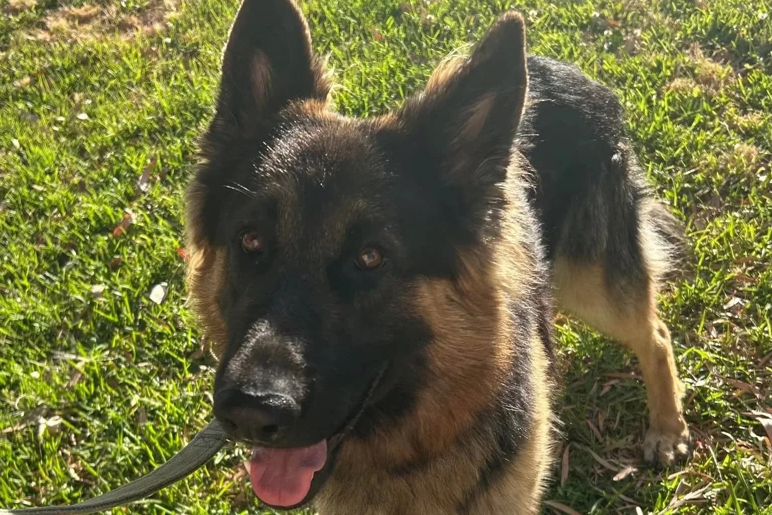 Ben - German Shepherd available for adoption in Sydney