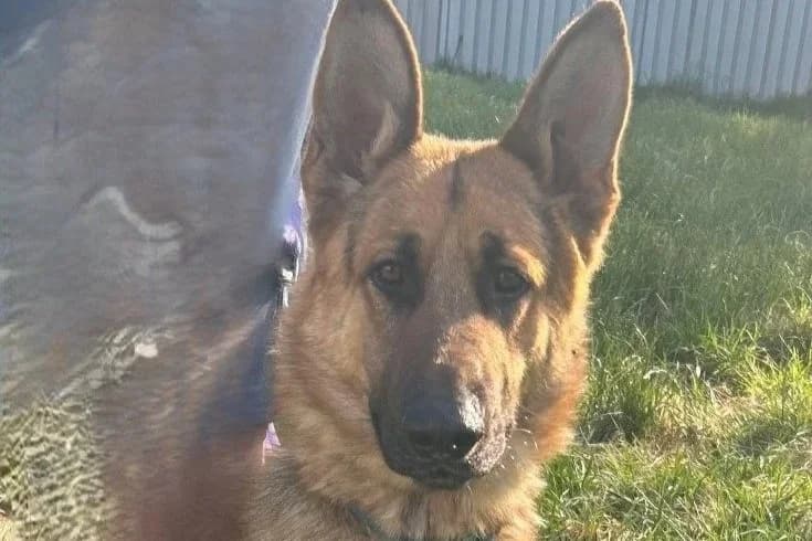 Jerry - German Shepherd available for adoption in Sydney