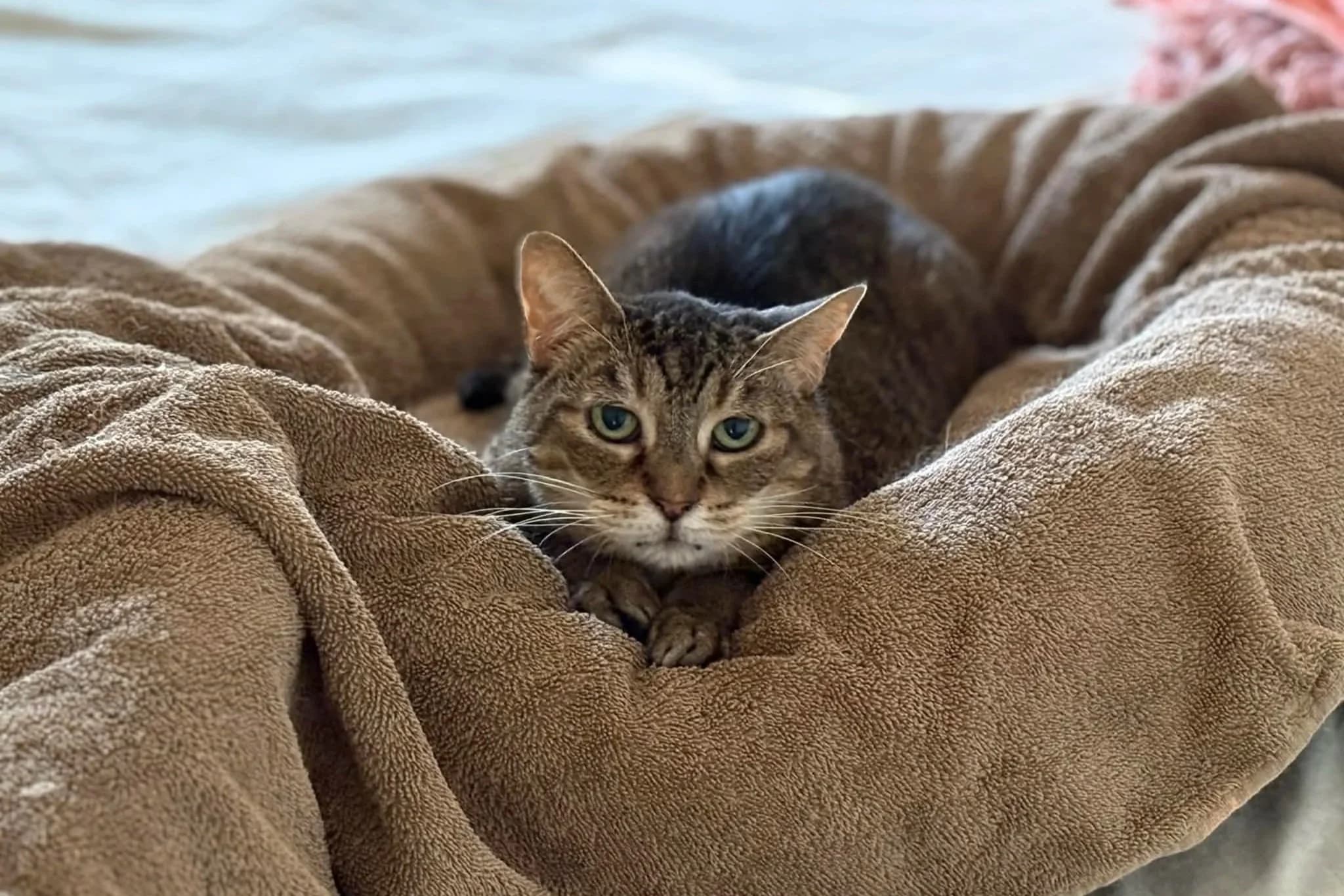 Elma - Domestic Short Hair cat available for adoption in Perth