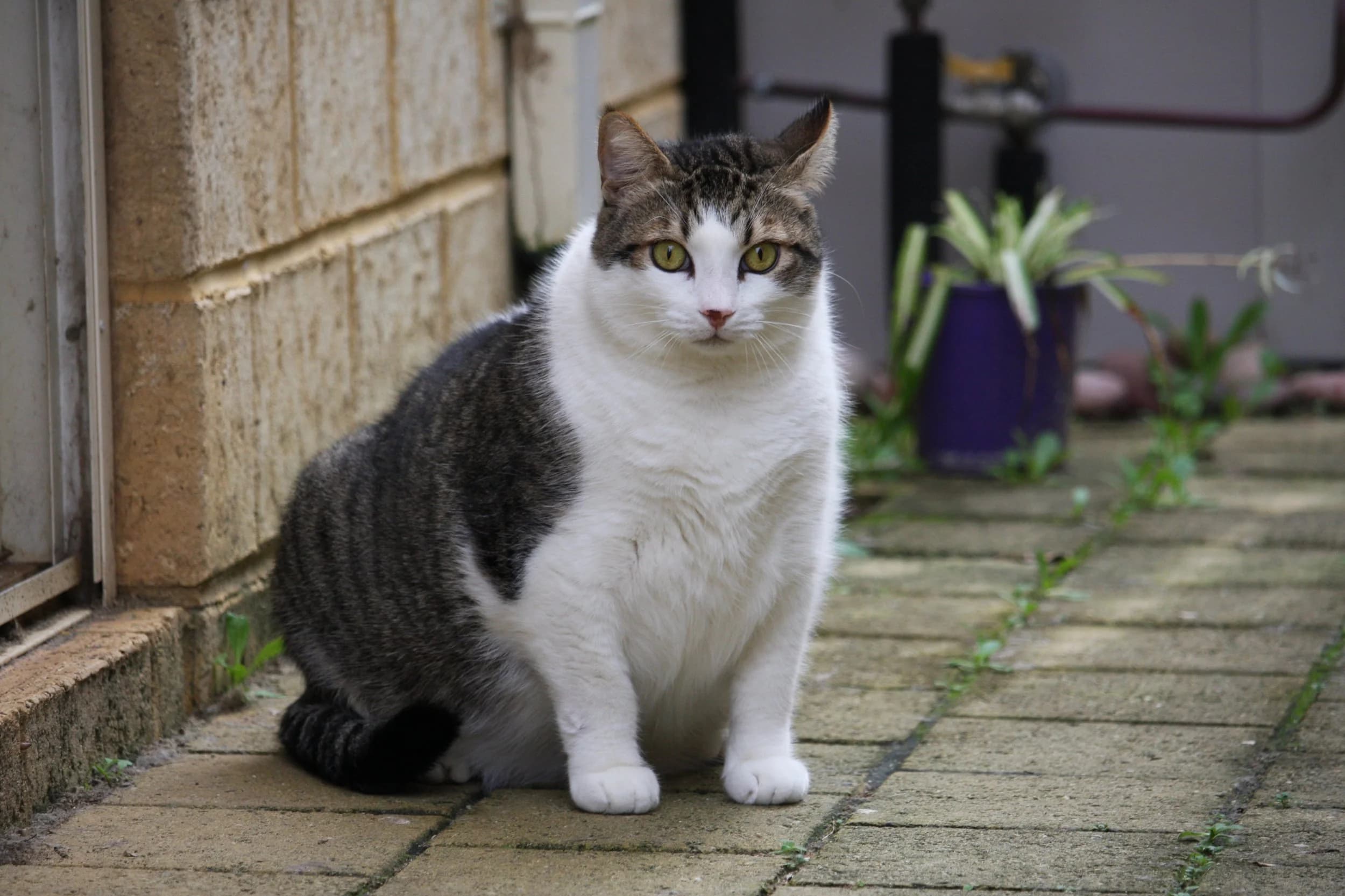 Chipp - Domestic Short Hair Cat cat available for adoption in Perth