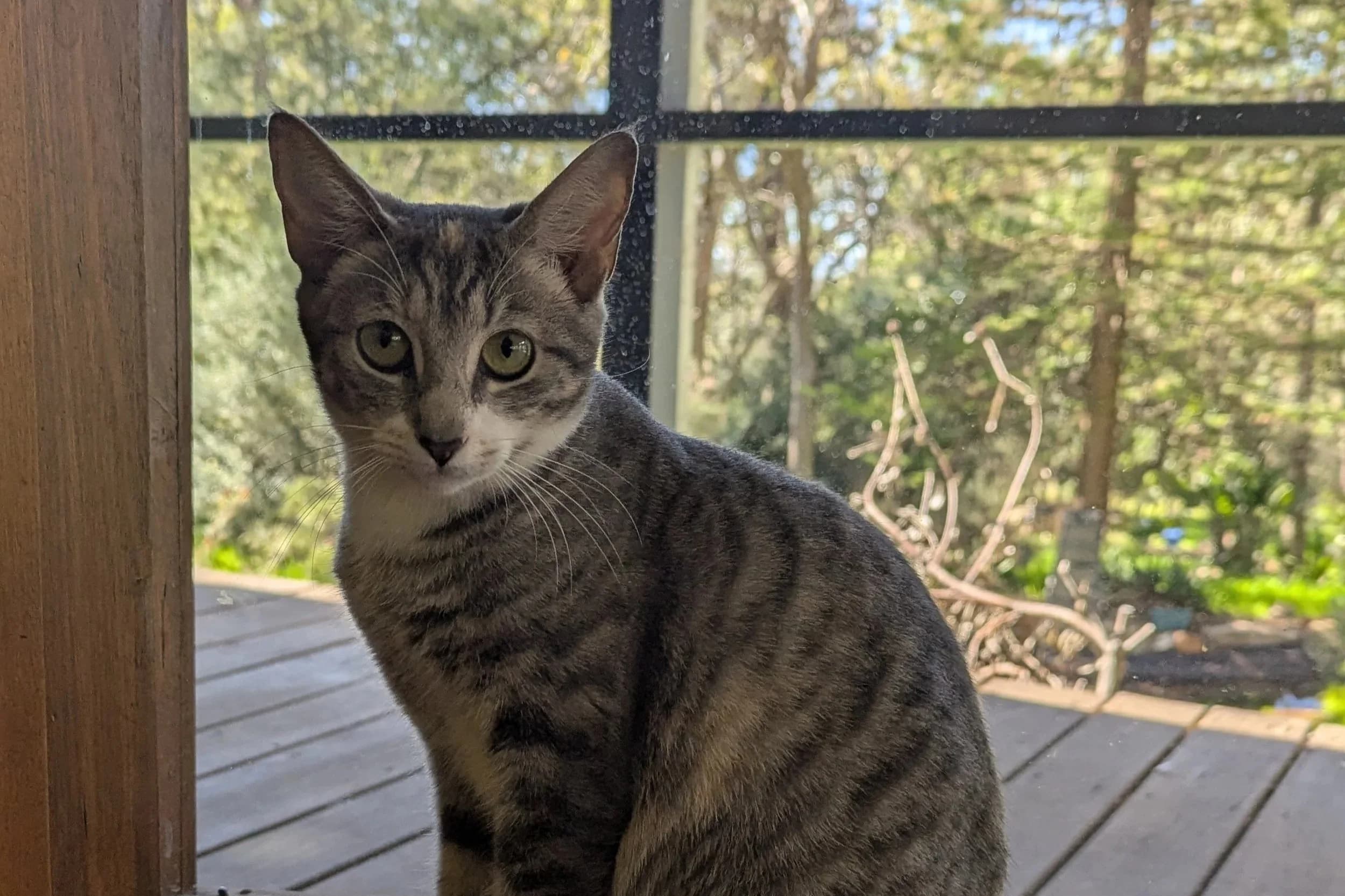 Pepper - Domestic Short Hair cat available for adoption at SAFE Perth in Perth