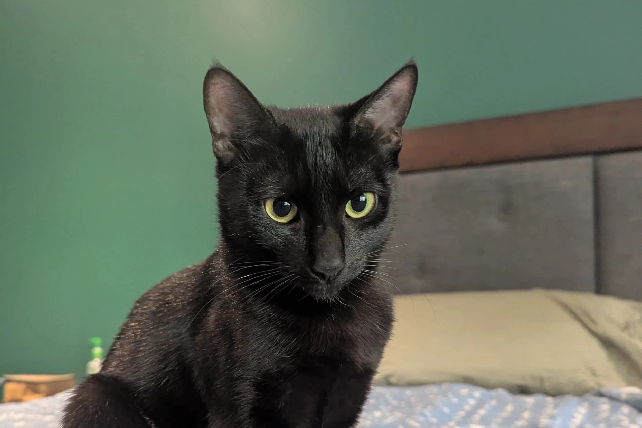 Sabbath - Domestic Short Hair cat available for adoption at SAFE Perth in Perth