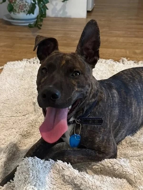 Charlie - Staffy cross available for adoption in Sydney