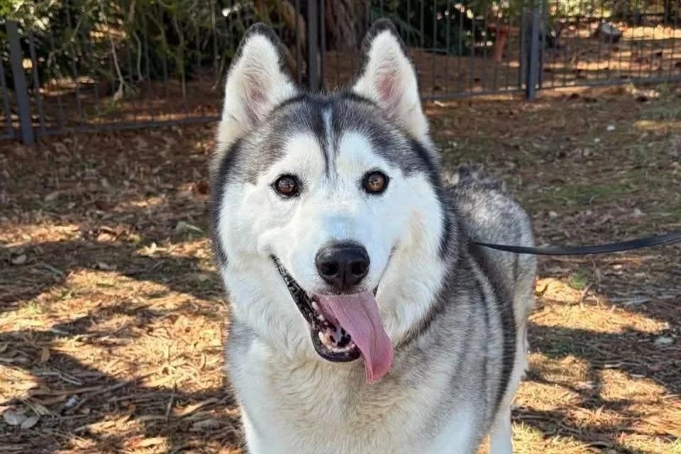 Hanzo - Siberian Husky available for adoption in Sydney