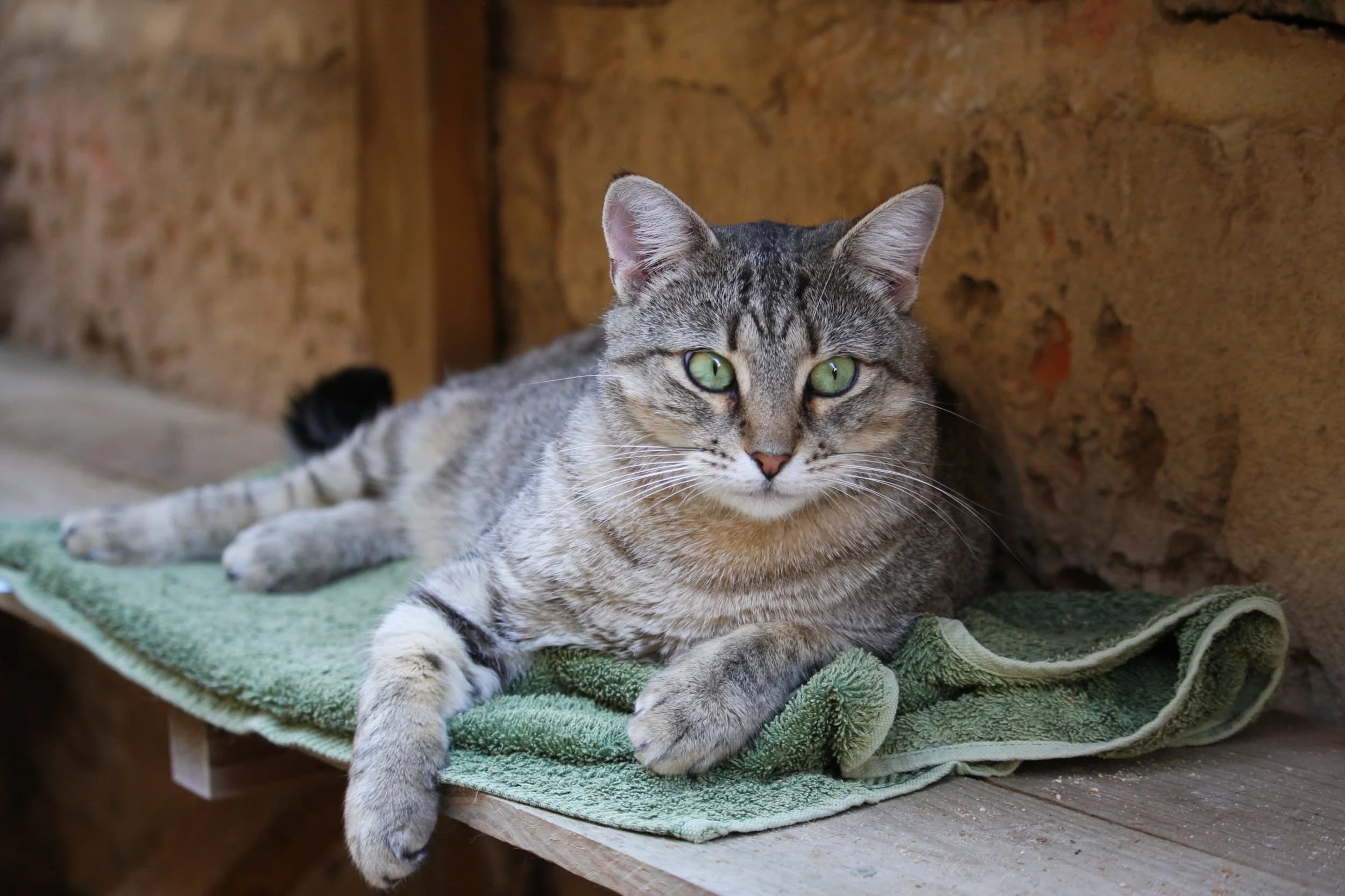 Louise - Domestic Short Hair Cat cat available for adoption in Sydney