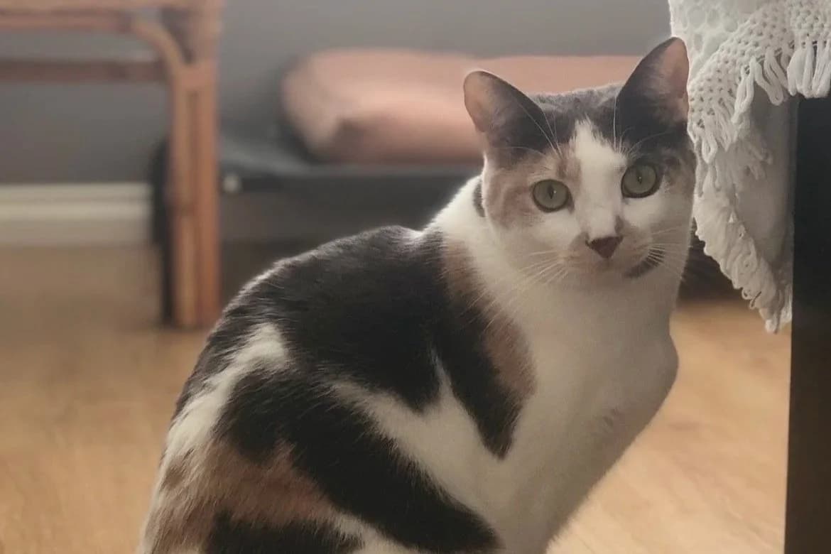 Jada - Domestic Short Hair cat available for adoption in Sydney