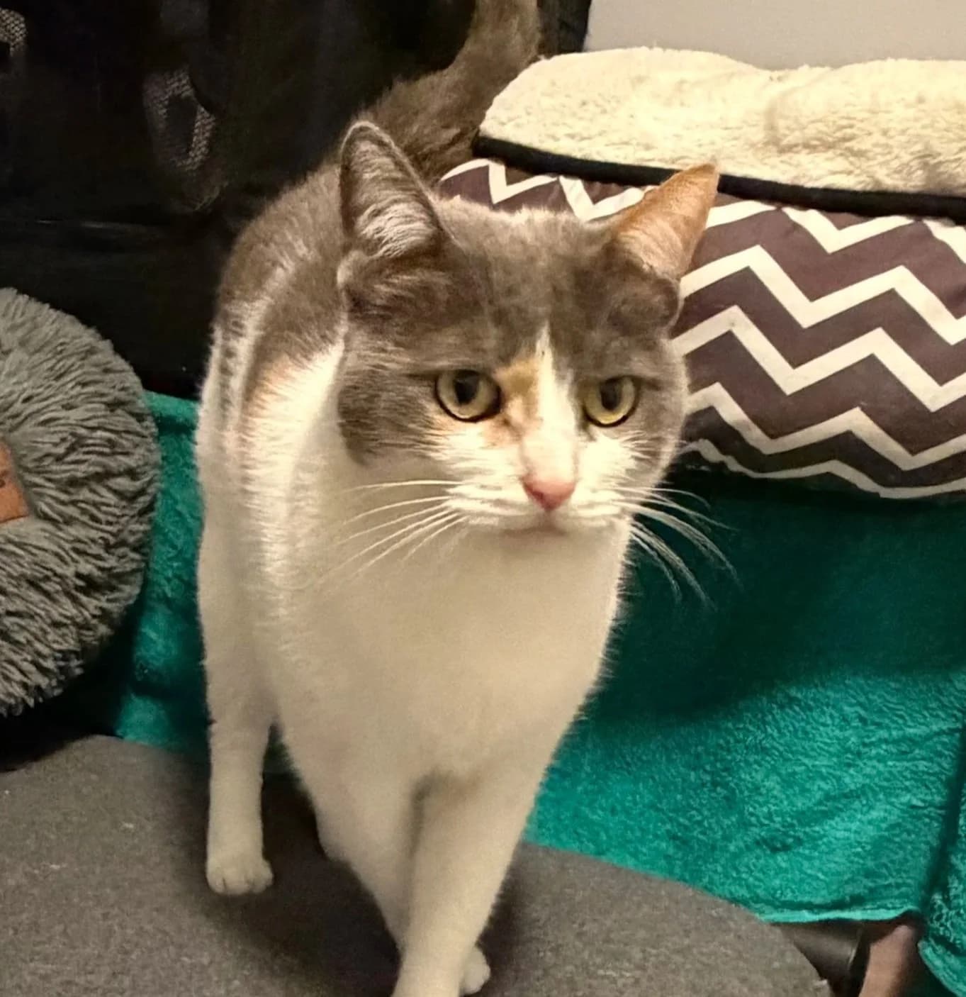 Freya - Domestic Short Hair cat available for adoption in Sydney