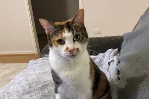 Cassie - Domestic Short Hair cat available for adoption in Perth