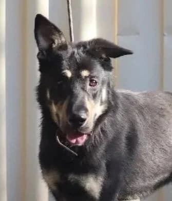 Kye - German Shepherd Dog x available for adoption in Sydney