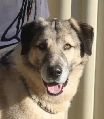 Buddy - Anatolian Shepherd x Maremma Sheep Dog available for adoption in Sydney