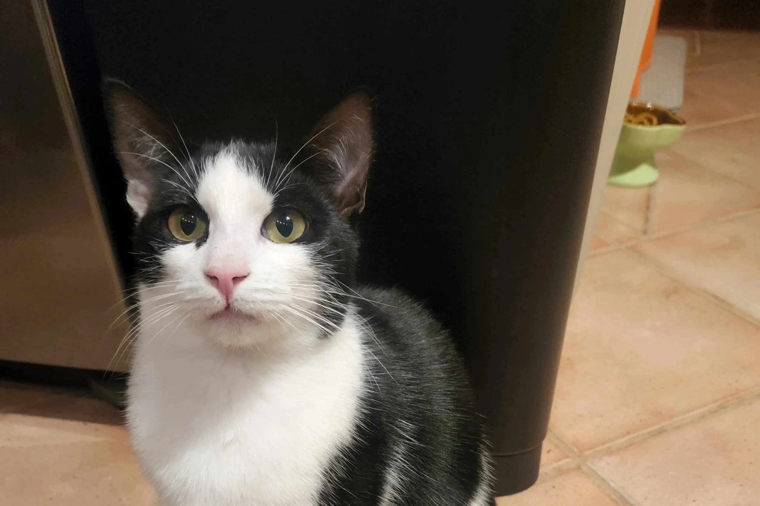Robin - Domestic Short Hair cat available for adoption in Sydney