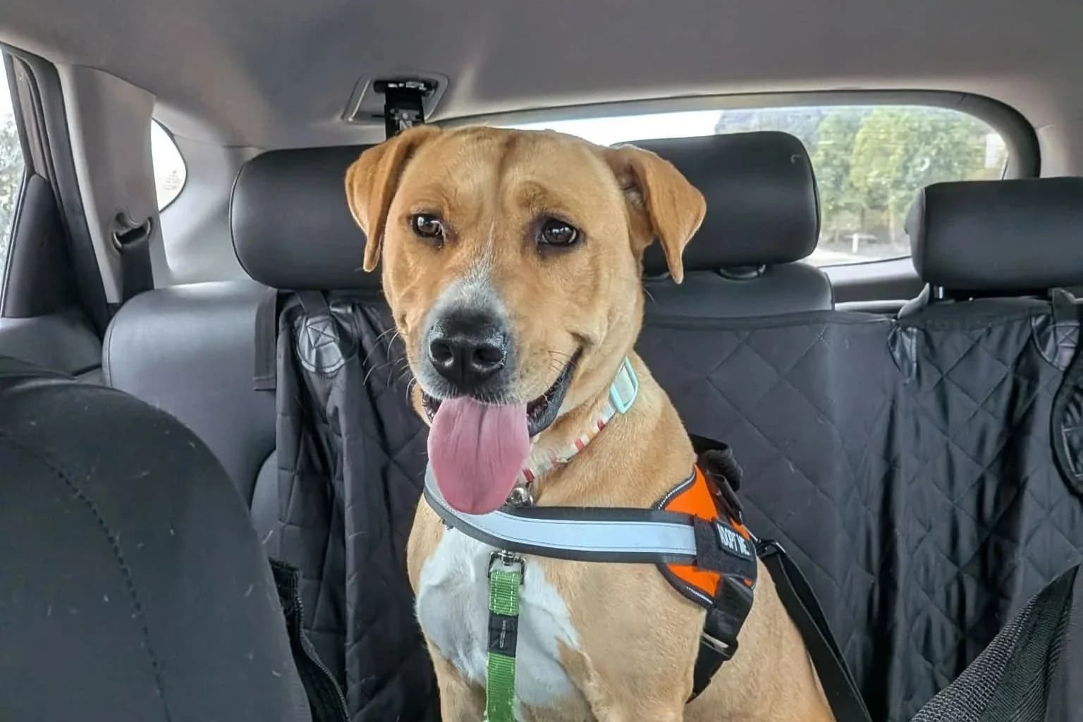 Lucy - Staffy x available for adoption in Sydney
