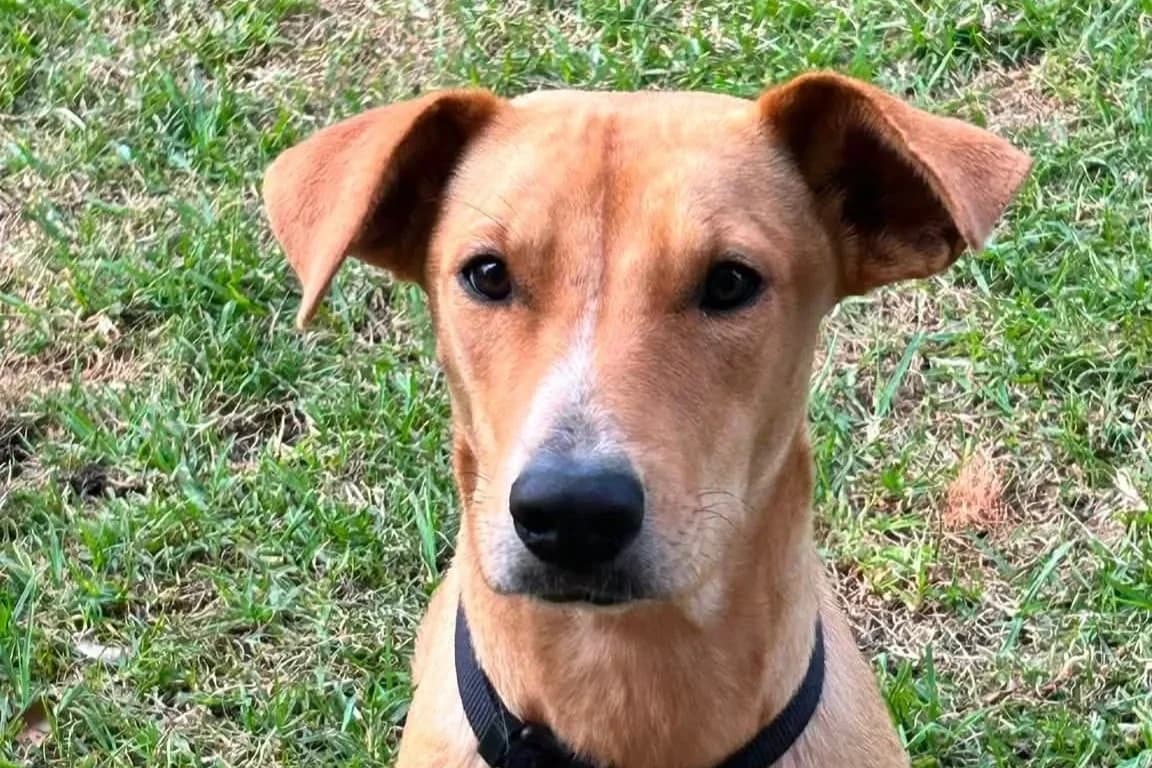 Goldie - Mixed Breed available for adoption in Sydney