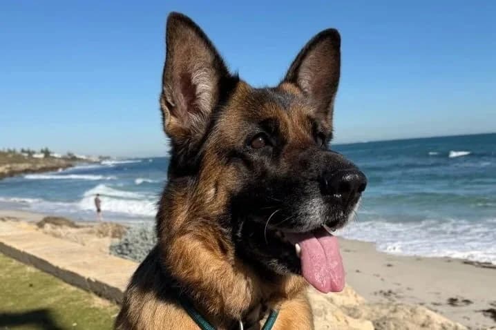 Laika - German Shepherd available for adoption in Perth