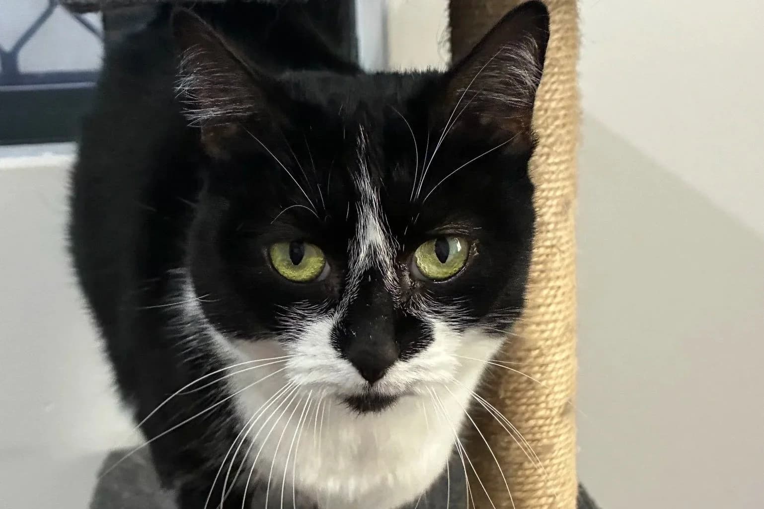 Nova - Domestic Short Hair cat available for adoption in Sydney