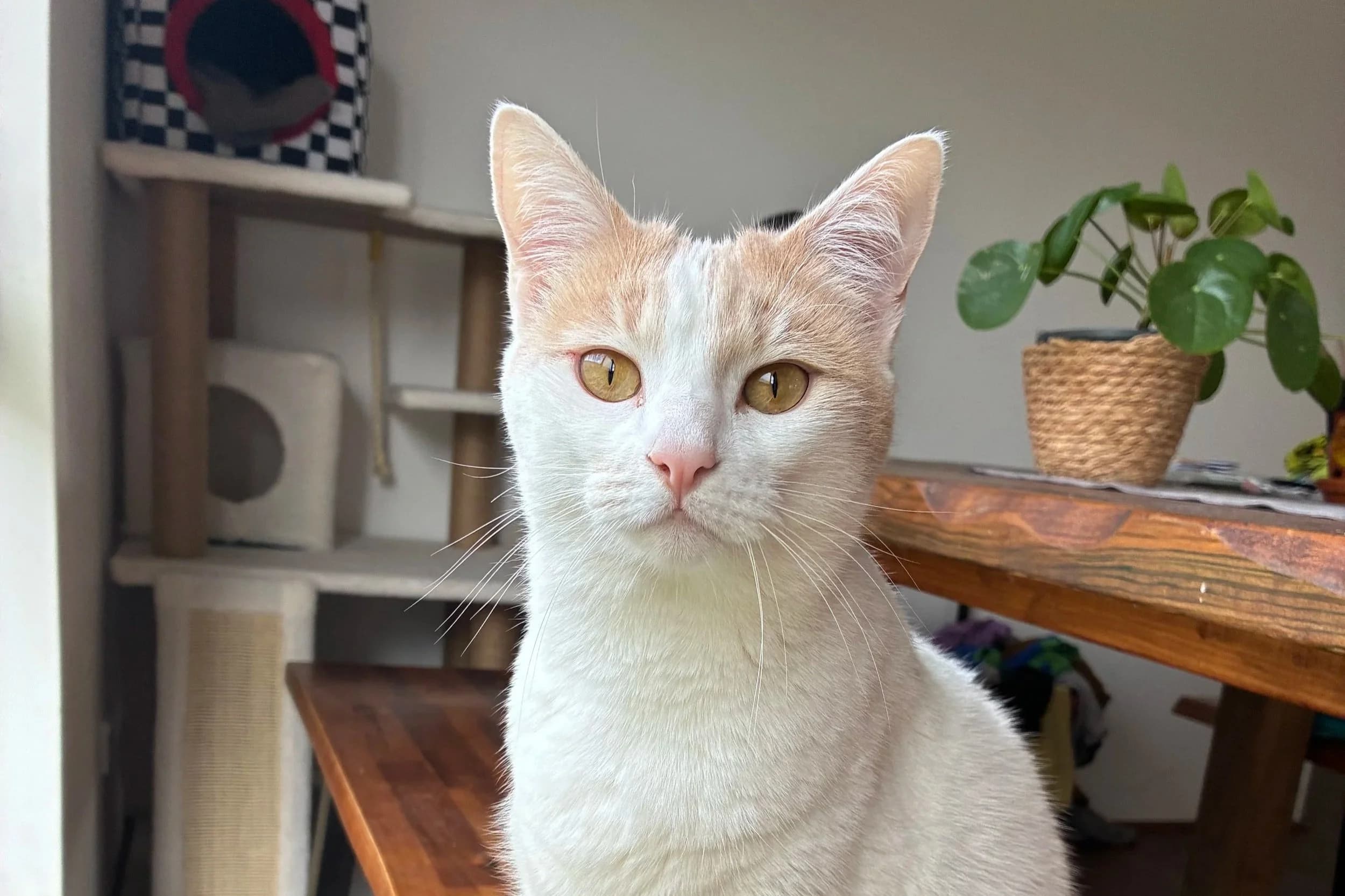 Simone - Domestic Short Hair cat available for adoption at SAFE Perth in Perth
