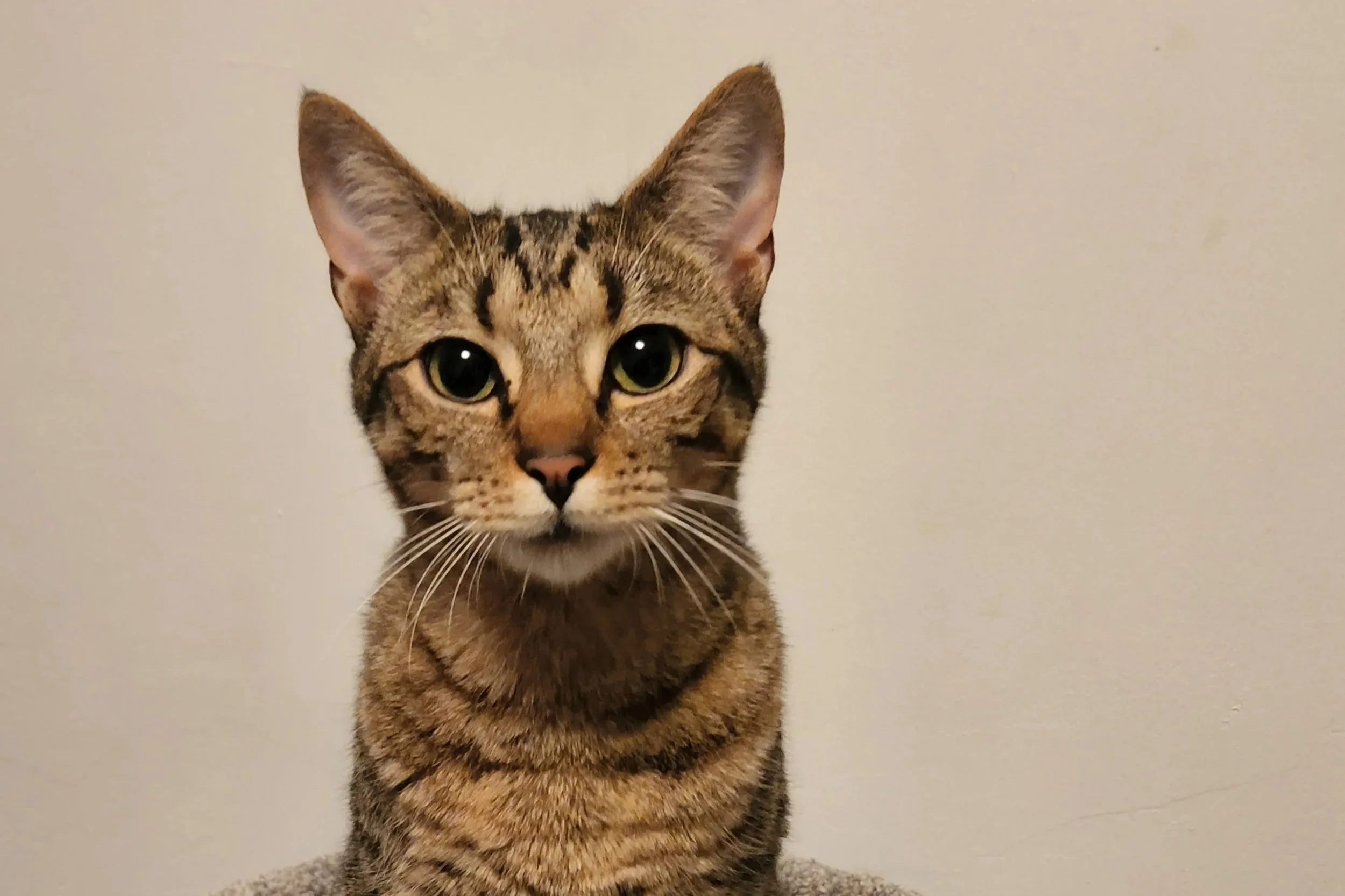 Topaz - Domestic Short Hair cat available for adoption at SAFE Perth in Perth