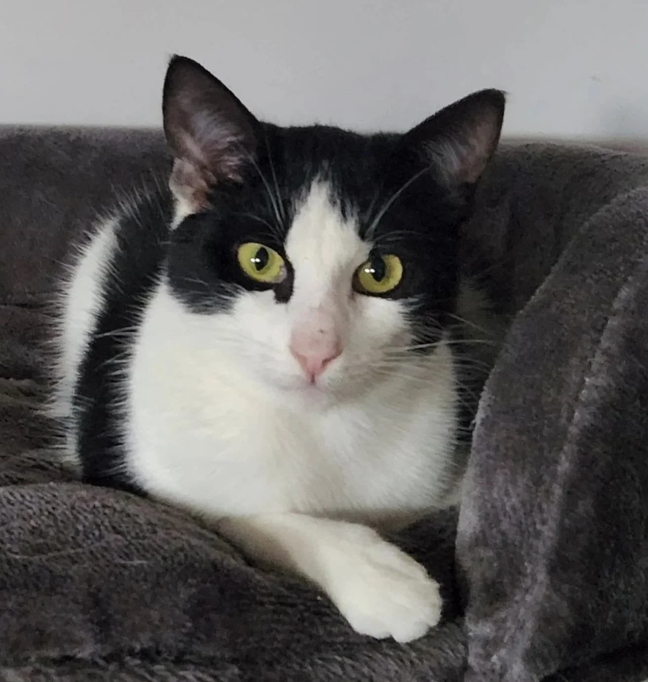 Robin - Domestic Short Hair cat available for adoption at SAFE Perth in Perth