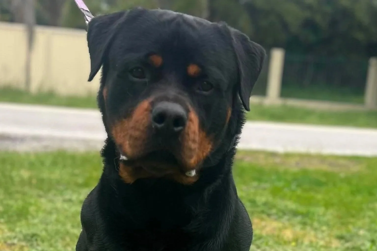 Buddy - Rottweiler available for adoption in Perth