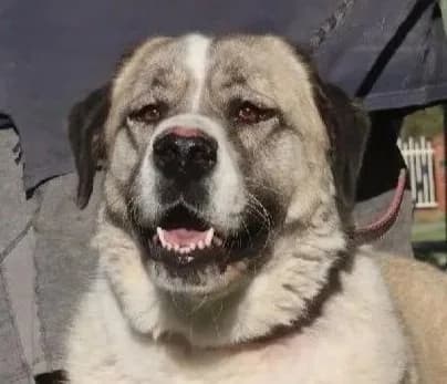 Karli - Anatolian Shepherd available for adoption in Perth