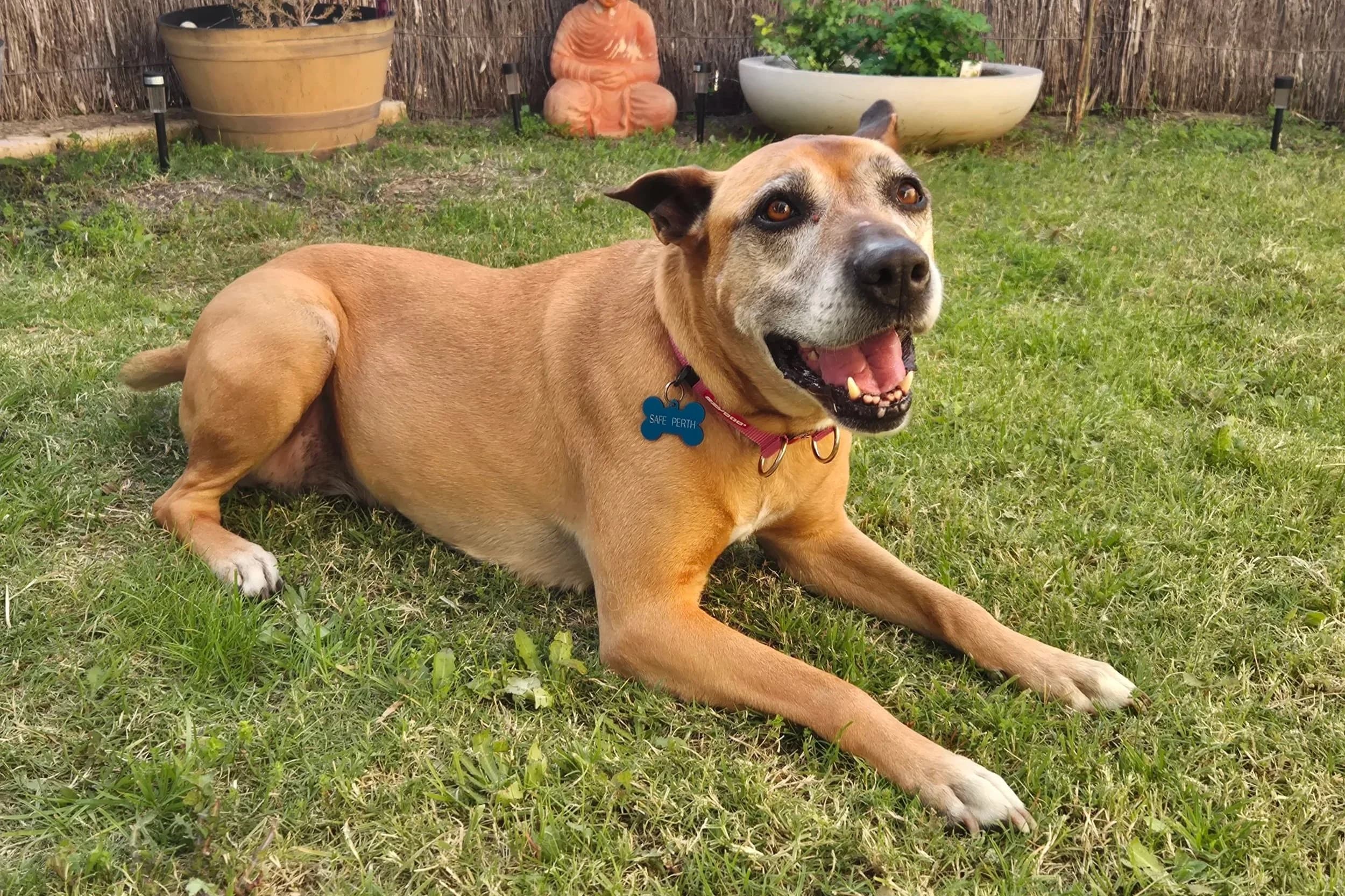 Lucy - Mixed Breed available for adoption in Perth