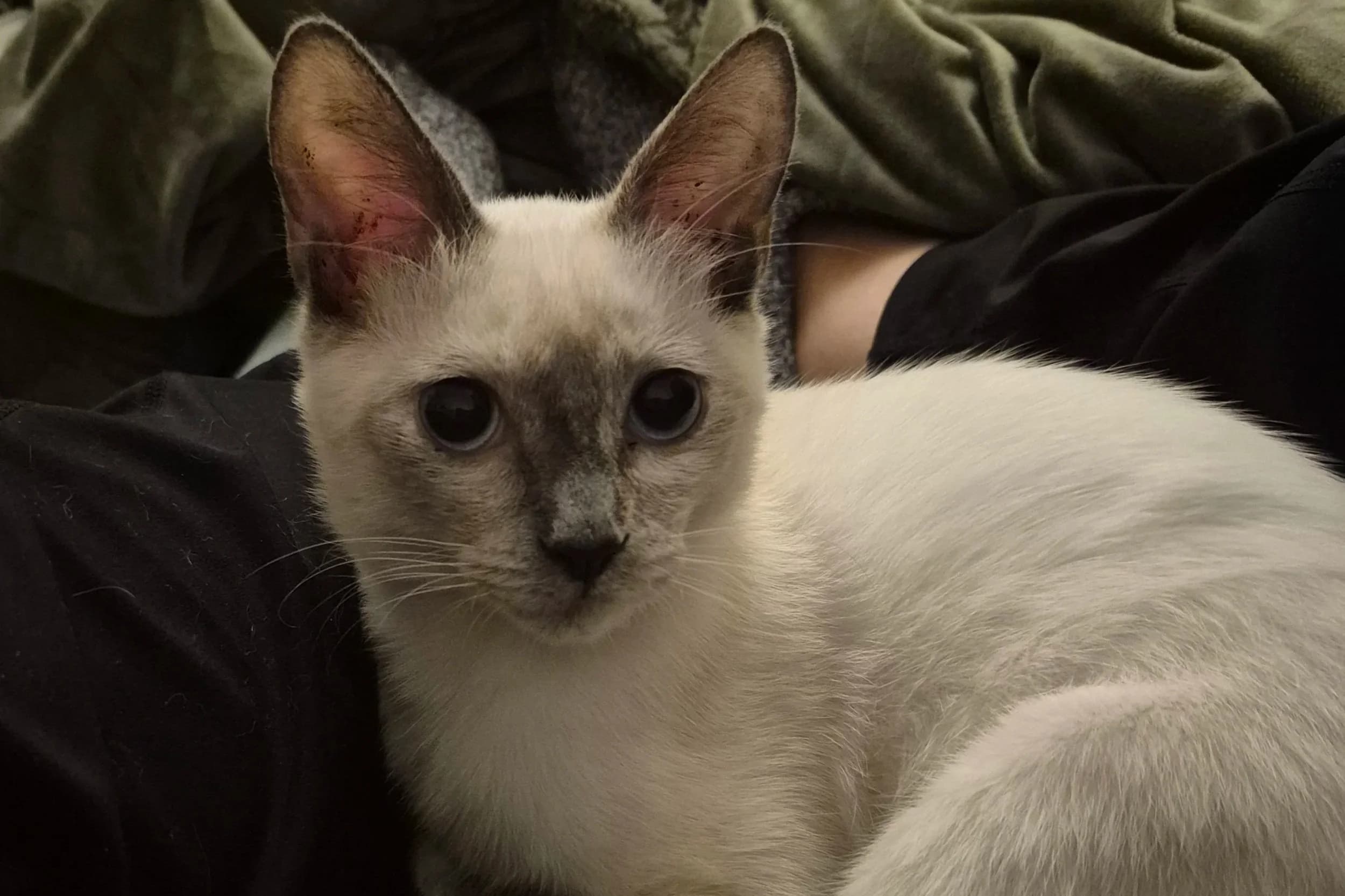 Pixie - Siamese X Domestic Short Hair cat available for adoption in Perth