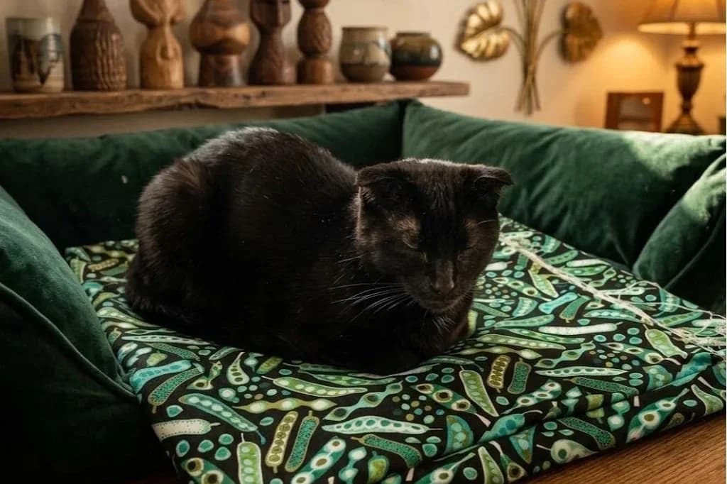 Scottie - Scottish Fold cat available for adoption at SAFE Perth in Perth