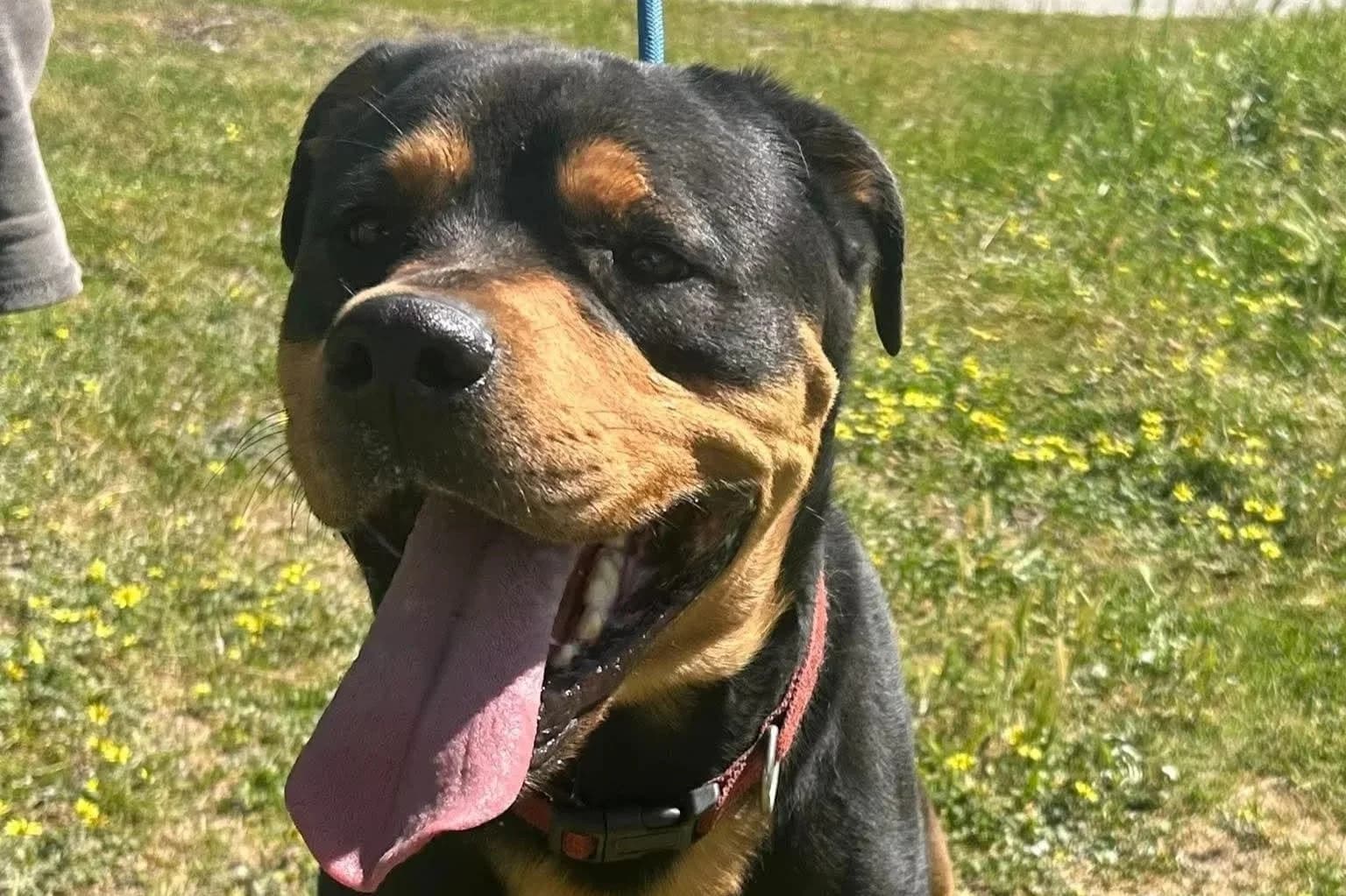 Ace - Rottweiler available for adoption in Perth
